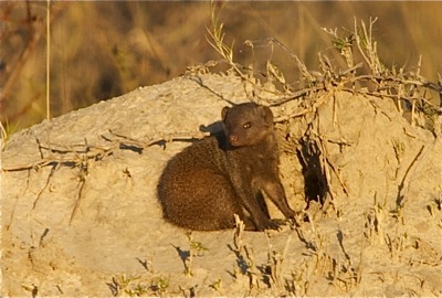WID_4631.mongoose